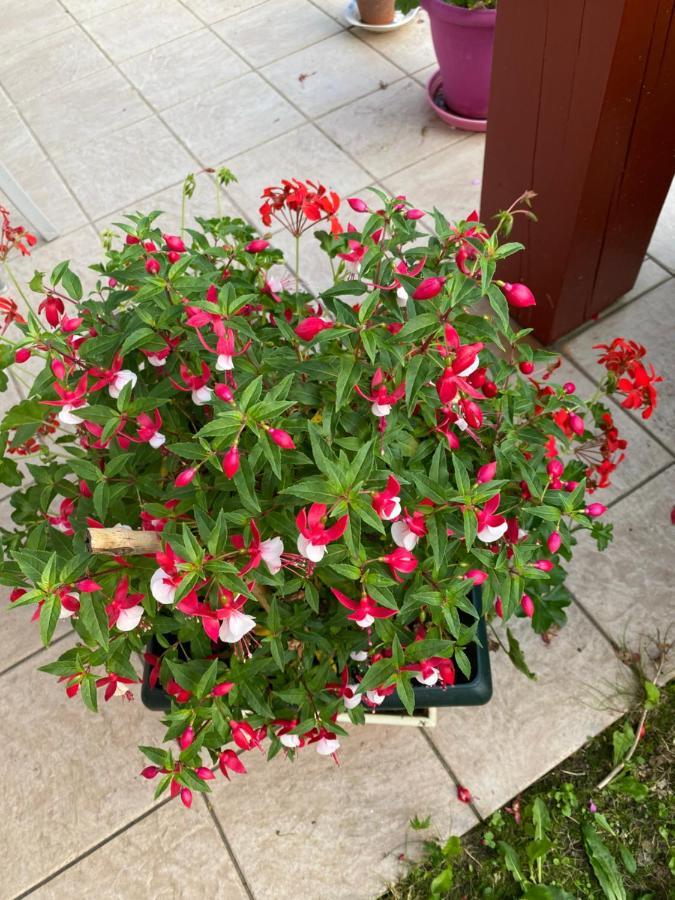 Ilargi Argi Bed and Breakfast Saint-Pée-sur-Nivelle Εξωτερικό φωτογραφία